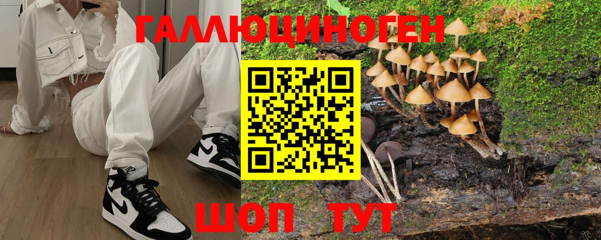 Псилоцибиновые грибы Psilocybe Канаш